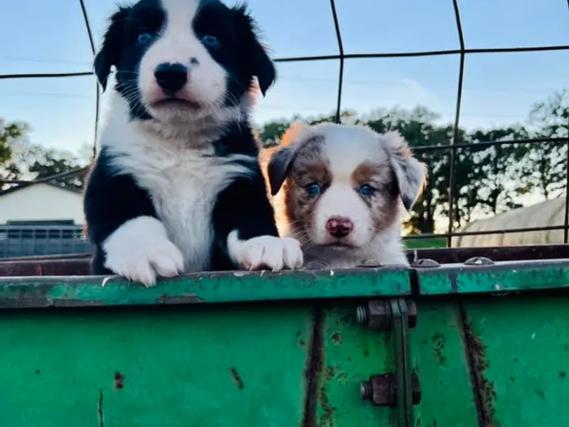 Broken T Australian Shepherds