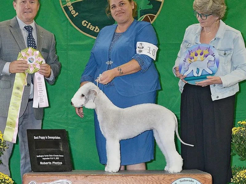 Brokenstone Bedlingtons