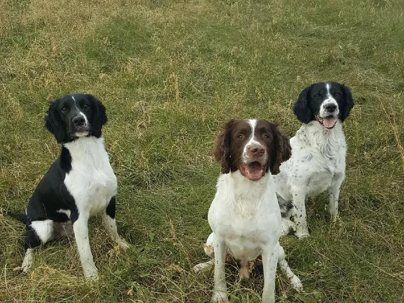 Brolly Spaniels