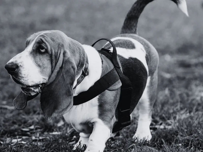 Bromley's Elite Bassets 731 334 2294