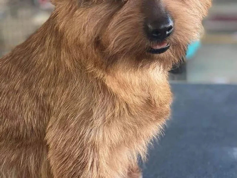 BRONWYN Norfolk and Norwich Terriers