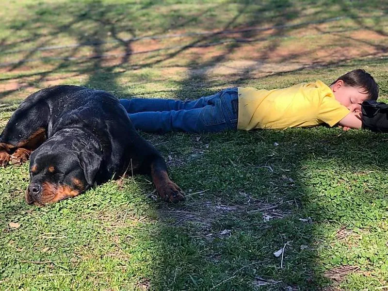 Bronx Von Bridges Rottweilers