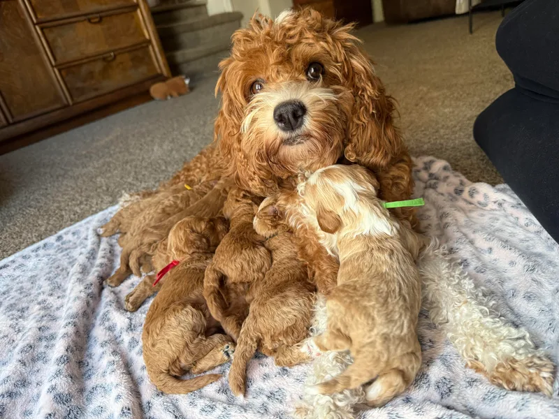 Brook Valley Cockapoos