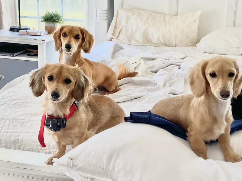 Brooke Haven Dachshunds