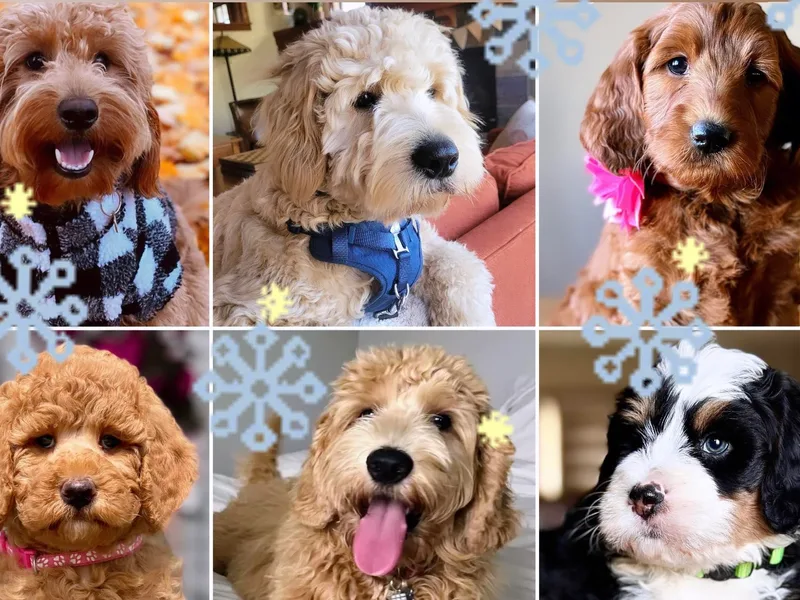 BrookeMarie’s Goldendoodle Love