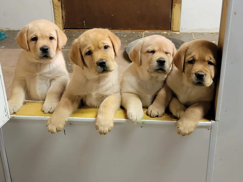 Brookeridge Labradors