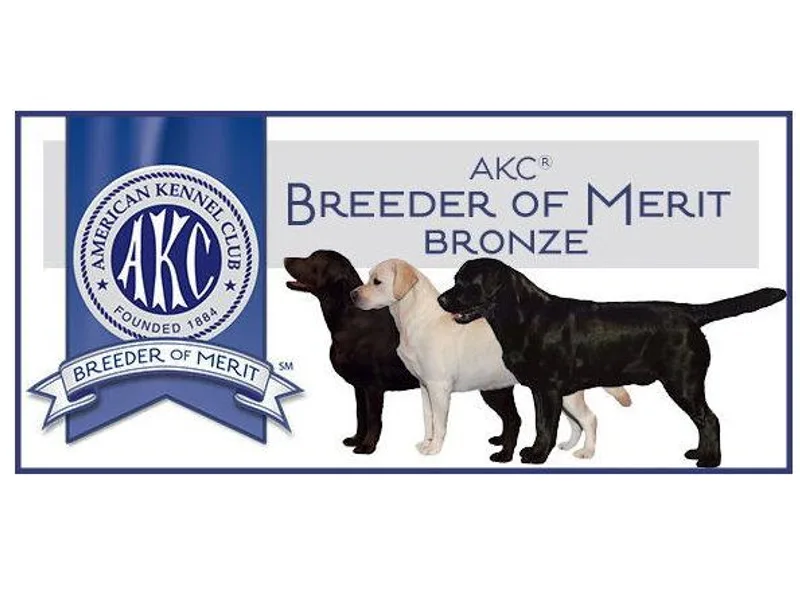 Brookhaven Labradors