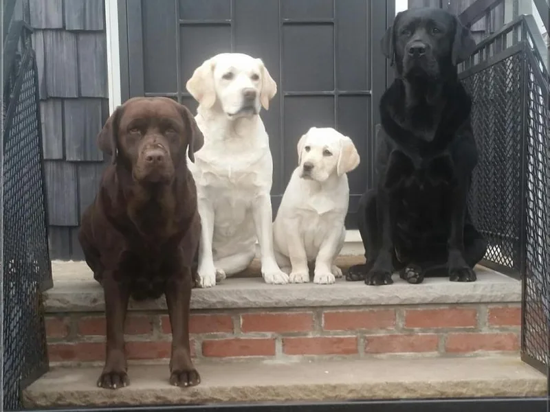 Brooklyn Labradors