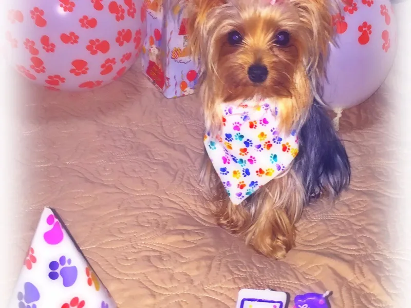 Brooklyn Yorkshire Terriers