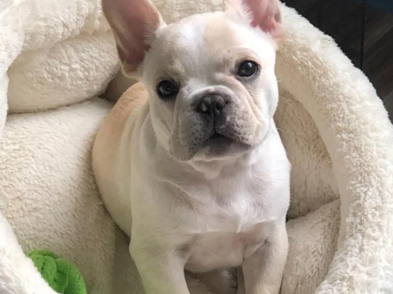 Brookman’s French Bulldogs