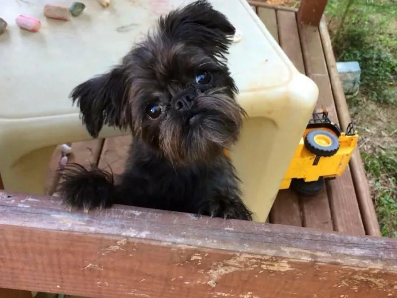 Brooks Berner Bears &amp; Brussels Griffons