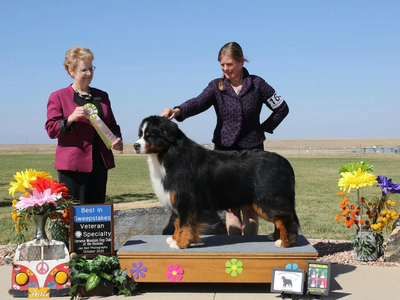 Brooks' Bernese Mountain Dogs