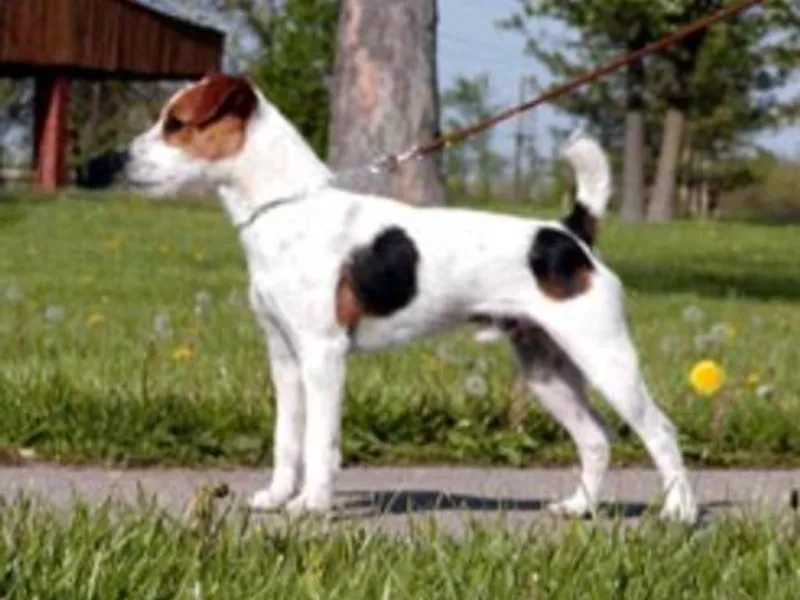 Brooks Chase Terriers photo 1