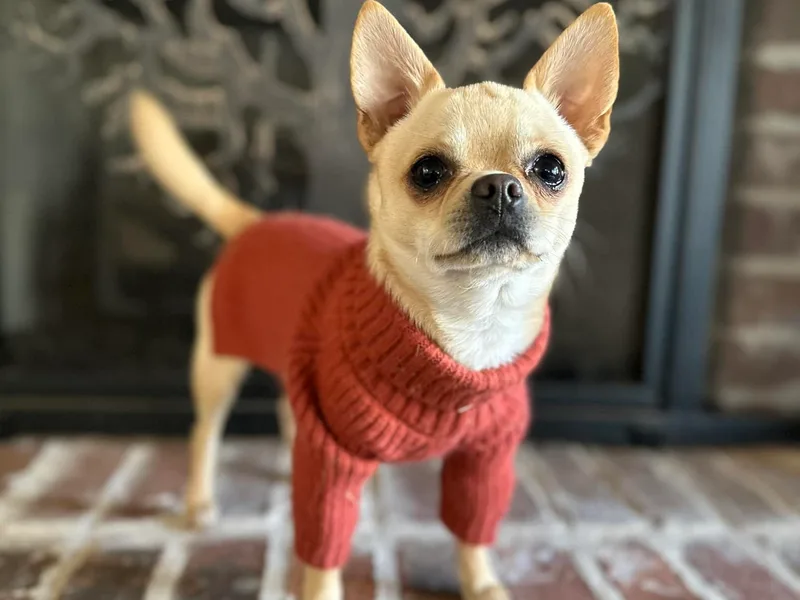 Brooks Grove Canines LLC