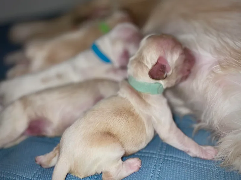 Brooks House Cocker Spaniels
