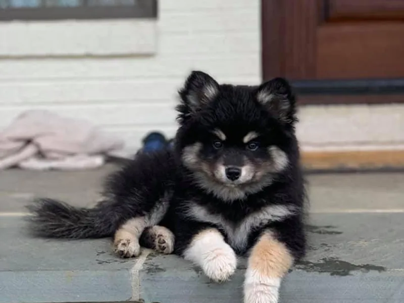 Brooks’ Pomskies photo 1