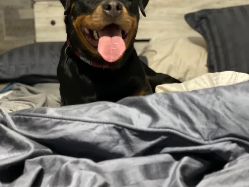 Brooks Rottweilers