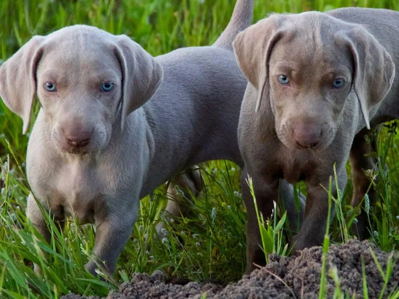 Brooksburg Weimaraners