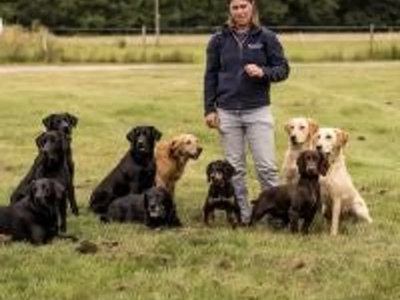 Brooksflight Gundogs photo 1