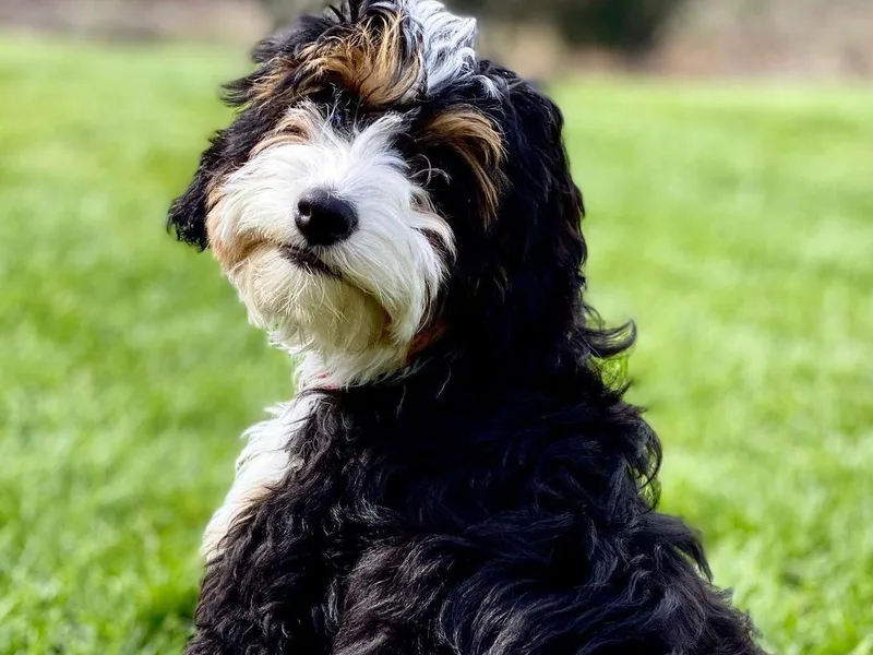 Brookside Bernedoodles