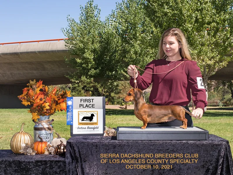 Brookside Dachshunds