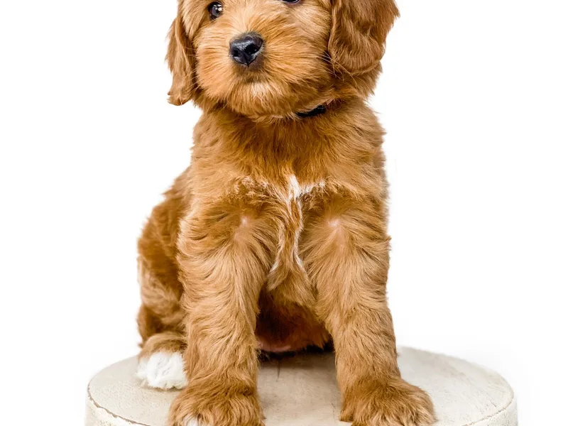 Brookside Labradoodles