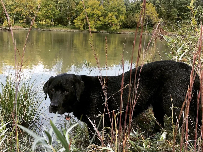 Brookside Labrador Retrievers