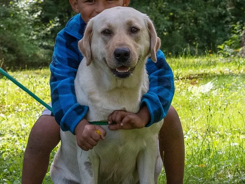 Brookstone Labradors