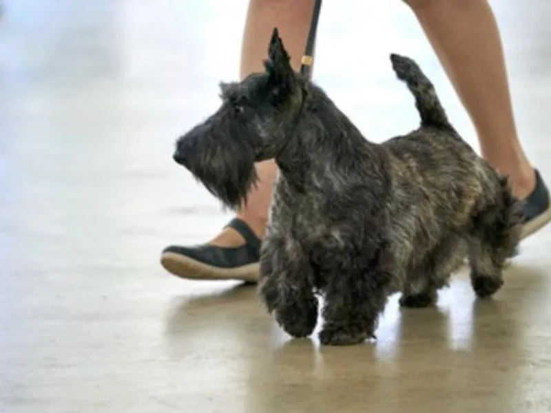 BROOKSTONE SCOTTISH TERRIERS, Ocala Florida