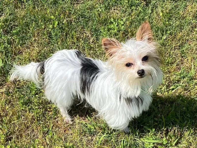 Brooksville Kennels