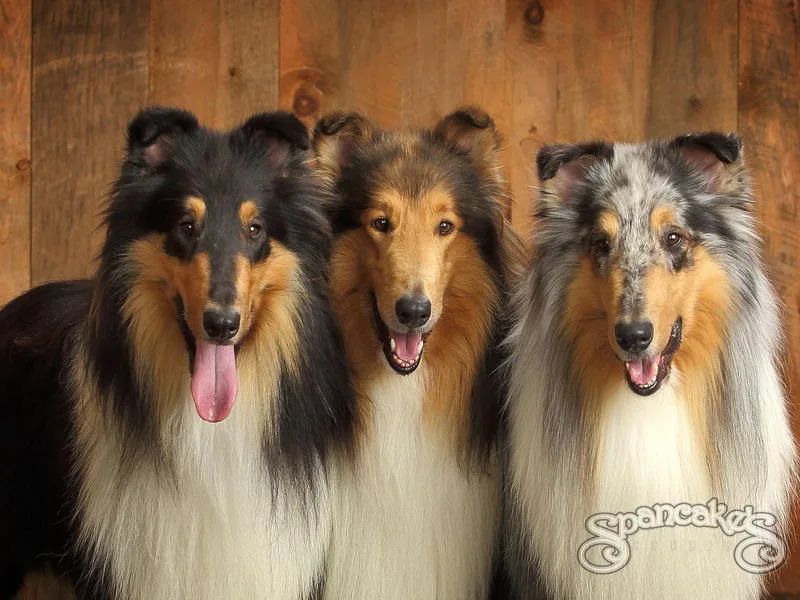 Brookwood Collies, Smooth &amp; Rough