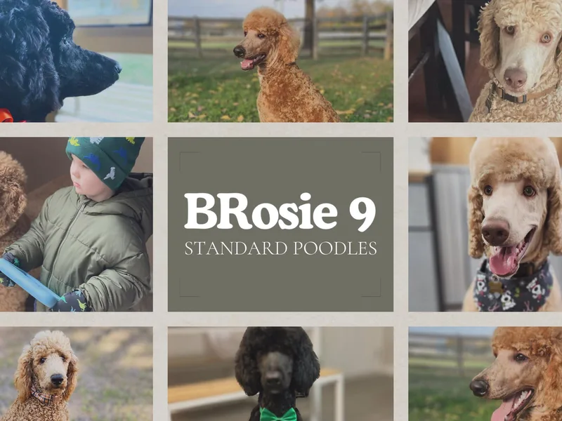 BRosie 9  Standard Poodles