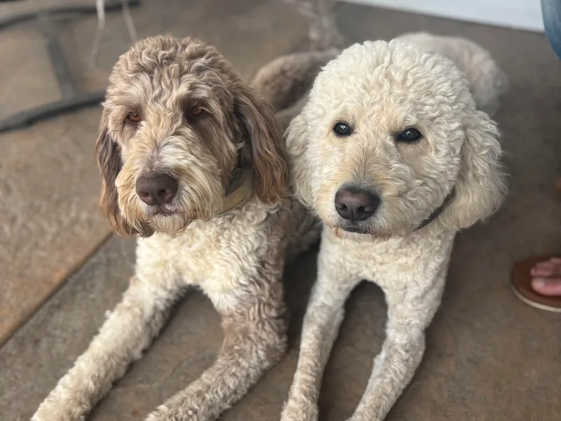 Brossier Bernedoodles