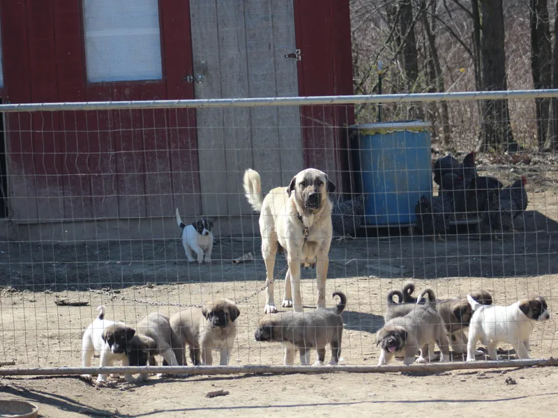 Brotherton Family Farms