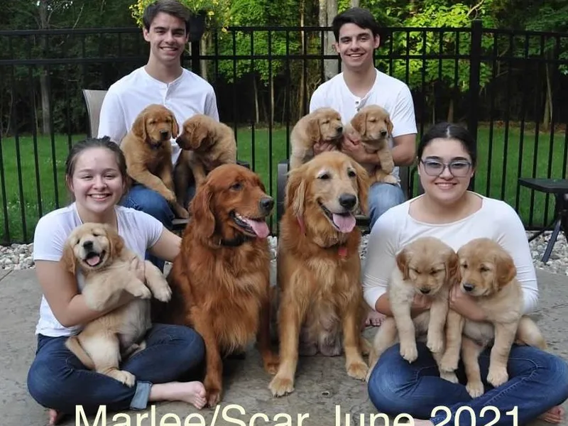 Brown Family Goldens