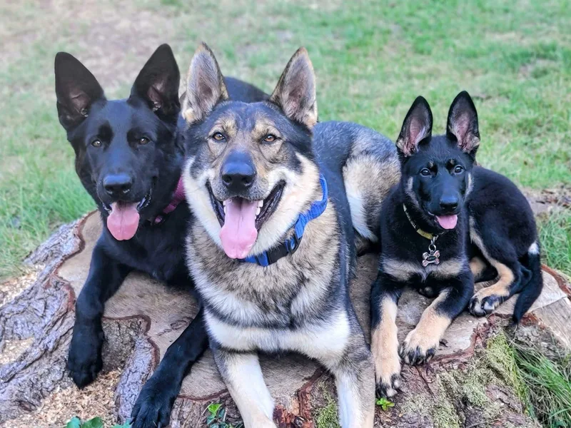 Brown PND German Shepherds