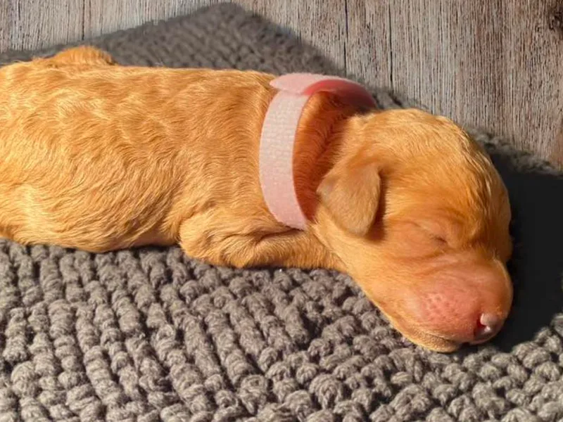 Brown’s Bernedoodles