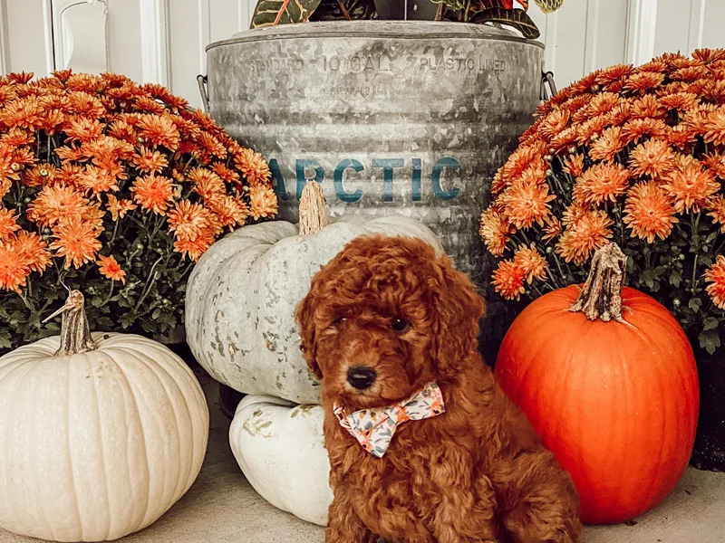 Brown’s Golden Paws