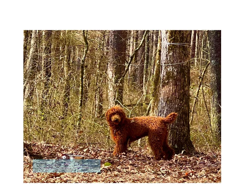 Brown’s Poodles &amp; Doodles