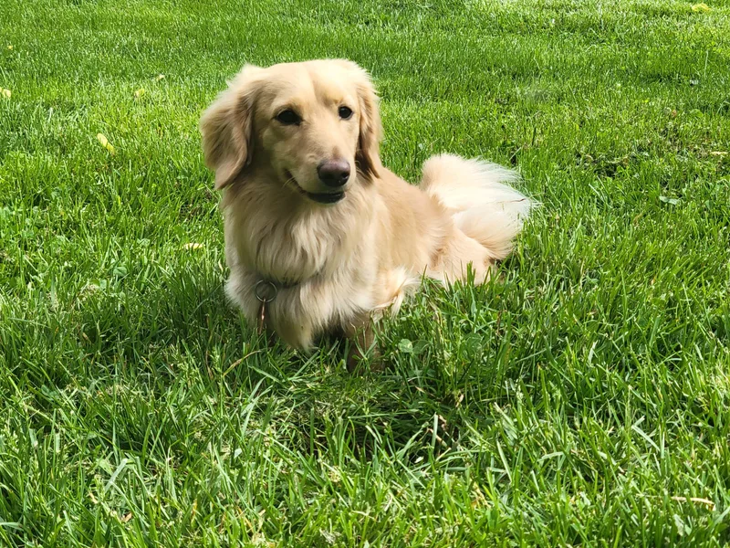Brown's Valley Dachshunds
