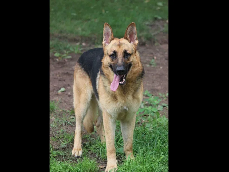 Browning Haus German Shepherds "World Class German Shepherds"