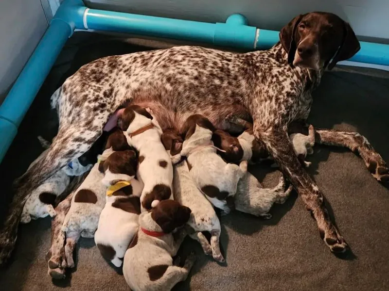 Brownscreek Connection