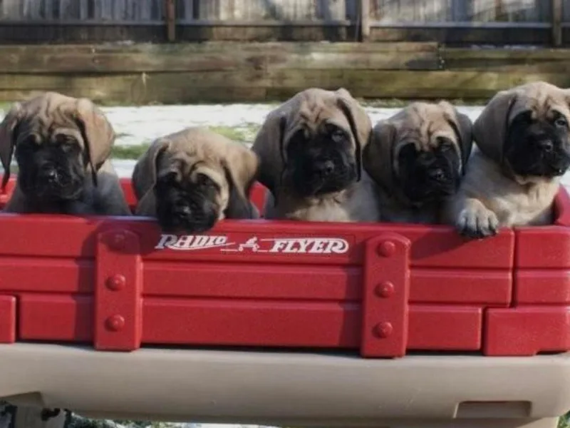 Brownspride Mastiffs