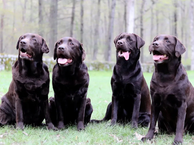 Brownstone Labradors