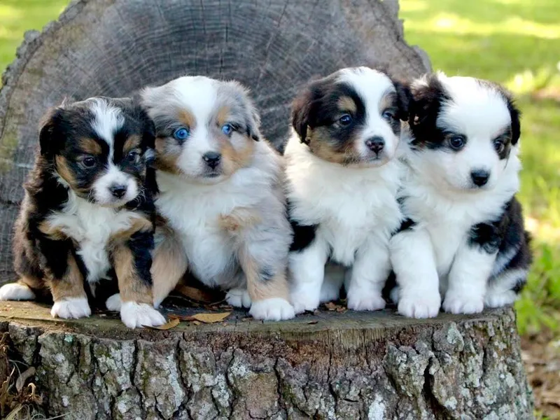 BRS Toy Aussies