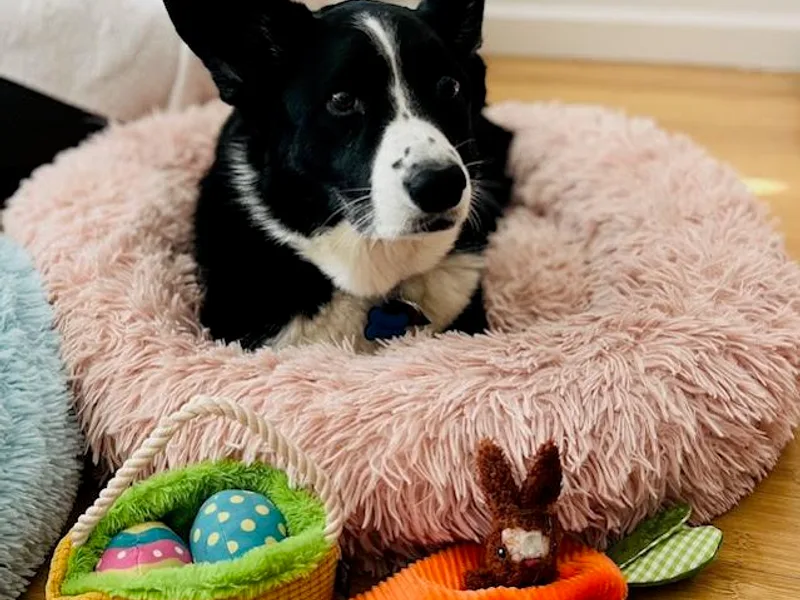 Bruce McDowell's Cardigan Welsh Corgis