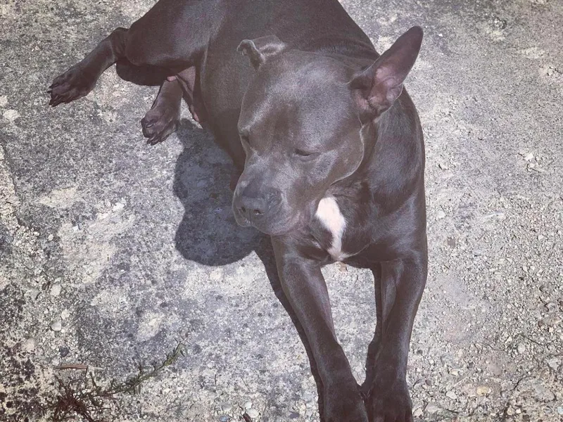 Bruda’s Kennel photo 1