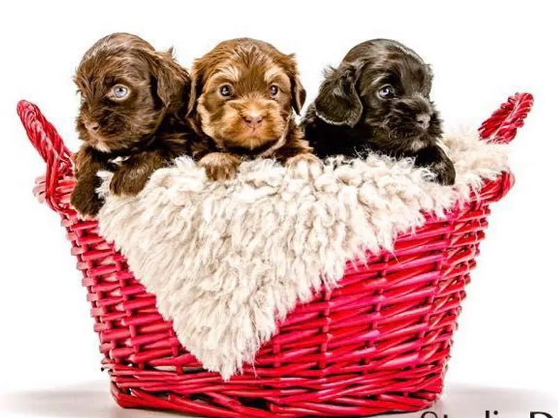 Brugger's Breeders, LLC