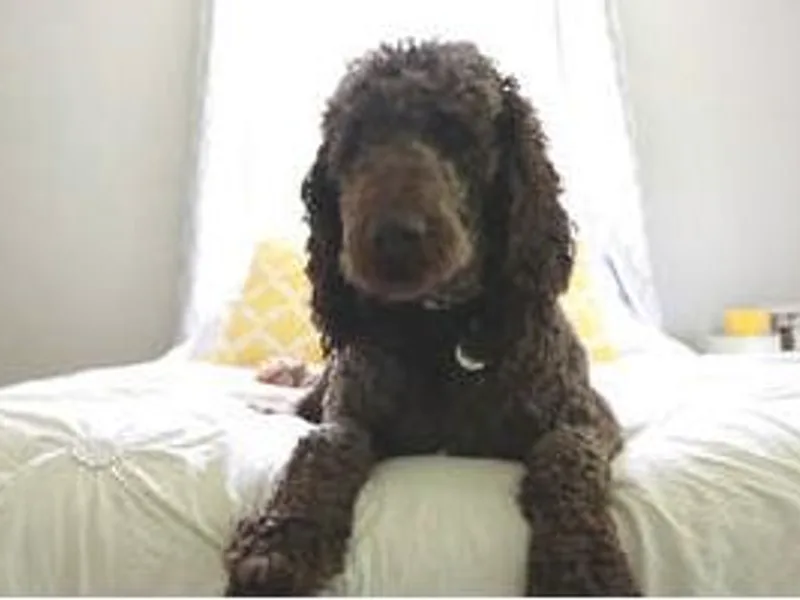 Brugger’s Doodles and Poodles