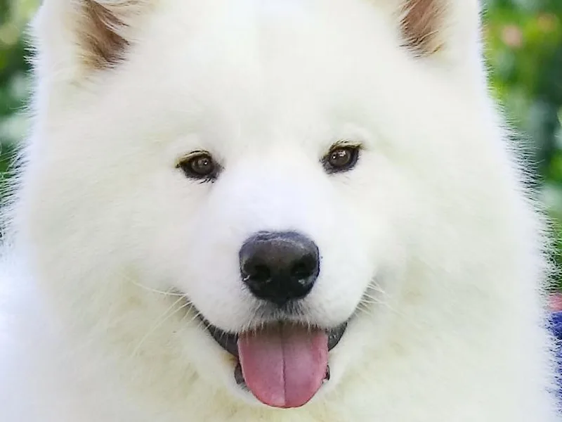 Bruin Samoyeds